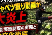 タイ人技能実習生キャベツ蹴り動画が大炎上 技能実習制度の実態と食文化衝突 ［8/17］