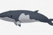 【悲報】クジラさん、魚を食い荒らしていて人間が食べる魚が無くなる