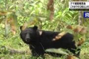 【乞食速報】クマを捕獲すると2万円貰える！！！！！