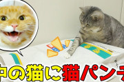 【ねこ動画】袋に入った姉に猫パンチ、一人一箱 ほか