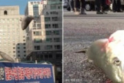 【極悪非道】韓国人「火病を起こした韓国人漁民がアスファルトに生きた魚を投げ捨てて虐殺し炎上！」動物保護団体が動物保護法違反で告発！　韓国の反応