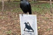 【悲報】カラスさん、人間を舐めきった姿で見つかる
