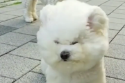 「ヘアサロンで失敗したの？」風に吹かれるフワフワわんこ 海外の反応