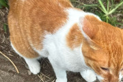 後藤花のブログ更新ｷﾀ━━━━(ﾟ∀ﾟ)━━━━!!