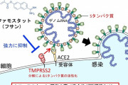 ◆悲報◆韓国研究所｢レムデシビルの６００倍の効果ある薬物を発見！特許出願する！｣⇒日本の薬フサンだった