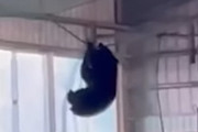 野球部屋内練習場にクマ出現！ネットにぶら下がる衝撃映像が公開