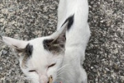 昨日セミをくれた野良猫にお返しをした（※画像あり）