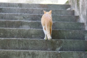 五年前出会った猫について語らせてくれ