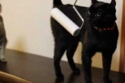 【ねこ動画】コロコロが大好きな黒猫、赤ちゃんとごろごろしたい ほか【再】