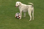 【動画】サッカー試合中に白い犬が乱入、華麗なドリブルを披露ｗｗｗｗｗ