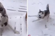 緑内障で目を失ってしまったハスキーの女の子。雪の中を飛び跳ねて喜ぶ姿に心掴まれる♪