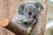 《コアラ丼って何だ!?》飼育頭数日本一の動物公園が教えるコアラの生態「実はすごく飛ぶ」「1日20時間寝る」可愛さ以上の“多様さ”