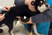 海外「どこが笑えるの？」お注射を打たれた時のワンちゃんのリアクションが海外で話題に