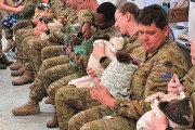 オーストラリア軍が一列に並び、コアラの赤ちゃんを抱っこして給餌