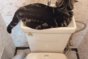 猫好きなワイ　仕方なくコンビニのトイレに行く