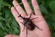 お前らカブトムシさわれる？