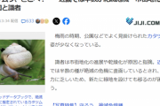 【悲報】軟体動物カタツムリ、見ないなと思ったら絶滅寸前になってて草ｗｗｗｗｗ
