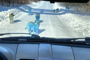 【画像】ロシアで青い犬の群れが出現ｗｗｗｗｗｗｗｗｗｗｗｗｗｗｗｗｗｗ