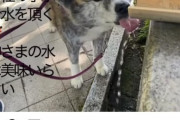 【悲報】犬系YouTuber、神社の「手水」を犬に直飲みさせてしまう。これいいのか…？