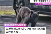 クマ、遂に都内進出🐻