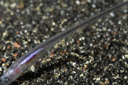 【肛門】ナマコのケツの穴に寄生する魚、「カクレウオ」がヤバすぎる