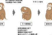 【朗報】東北大、サルを人工的にうつ病にすることに成功