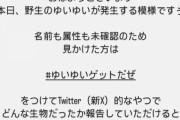本日、野生のゆいゆいが発生する模様
