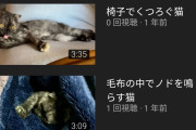 ネコとかいうYouTubeで無能飼い主より稼いでくる生き物ｗｗｗｗｗｗｗｗｗｗｗｗｗｗｗｗｗｗ