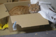 捨てるつもりで玄関前（敷地内）に出してた段ボール箱に  野良様の痕跡があったので、捨てずに中にバスタオルを敷いてみた。【再】