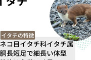 【速報】イタチ、上履きを盗む
