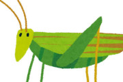 【閲覧注意】ロイヤルホストで巨大バッタ🦗混入か