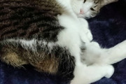 【画像多め】ワイのネッコ、すやすやお休み中なうwwww
