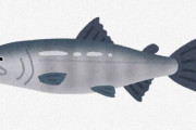 サーモンとか言う魚www