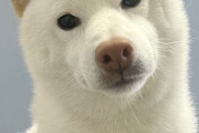 いいかい学生さん、柴犬を、白い柴犬を飼いなよ🥺