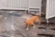 近所のイヌは雨の日が好き。飼い主が門扉を開ける → 飛び出す犬はこうします…