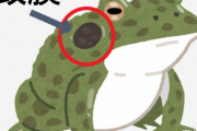 カエルとかトカゲってなんで耳が無くて鼓膜が露出してるの？?