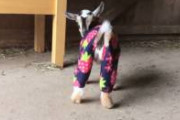 【動画】パジャマを着て走り回るヤギの赤ちゃん、可愛い