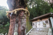 【悲報】岐阜県で樹齢1000年超のご神木が倒れ家屋などに被害