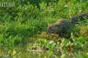 スナドリネコ（Fishing Cat）の子猫が「初めて水に触れる」貴重な映像  海外の反応