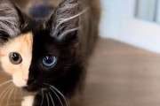 1匹で2つの顔を持つキメラの子猫がかわいい