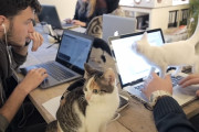 人間より猫の社員が多い会社「Poopy Cat」のオフィス風景が羨ましすぎる～！