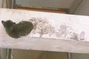ネコが建物の高い場所で立ち往生していた。屋上からバケツとホウキを使って救出を試みる → 結果…