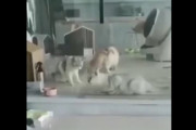 【動画】猫さん、1センチの隙間を通ってしまうｗｗｗｗ