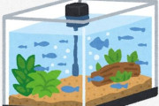 アクアリウム(見てて癒やされます、お金そんなにかかりません)←この趣味