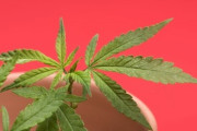 【薬物ダメ】最近の若者「大麻なんて海外だと皆吸ってるし大丈夫っしょｗ」　誤った認識広まる