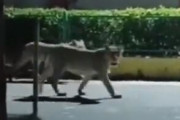 【動画】インドの道路、ヤバすぎる