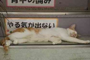 「なぜそこに？」猫の画像が集まるトピ