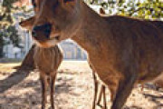 海外「日本では動物すらも礼儀正しい」 奈良の鹿と当たり前のようにお辞儀し合う姿が話題