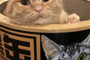 【ねこ画像】額をごっつんこしてスヤスヤ眠る猫さん達…幸せな時間ですwww