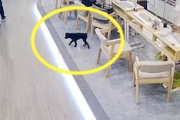 中国のネイルサロンに迷い込んだ子犬、犬肉にされてしまう(((ﾟДﾟ)))2023年振り返り特集6月編。